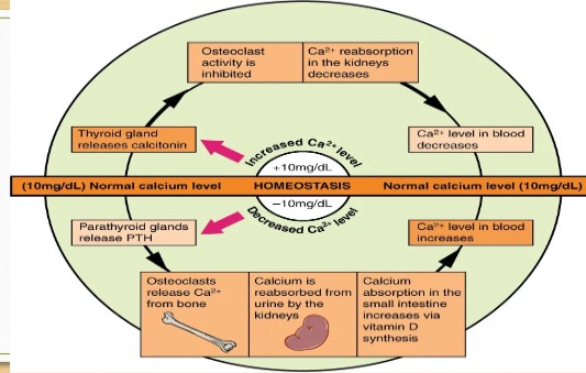 <p><span style="font-family: sans-serif">When Ca2+ levels are low: Osteoclasts dissolve and break down old or damaged bone cells and release Ca2+ to be reabsorbed by the kidneys to increase Ca2+ in blood.</span></p><p></p><p><span style="font-family: sans-serif">When Ca2+ levels are high: The thyroid releases calcitonin, which inhibits osteoclast activity.</span></p>