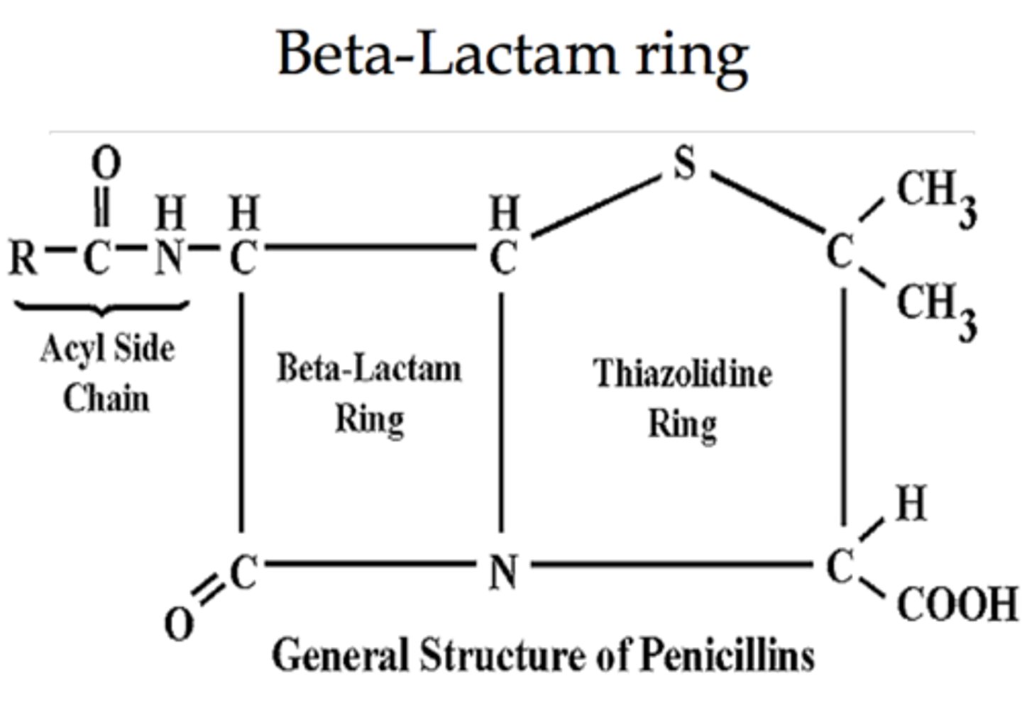 <p>common nucleus, B-lactam ring</p>