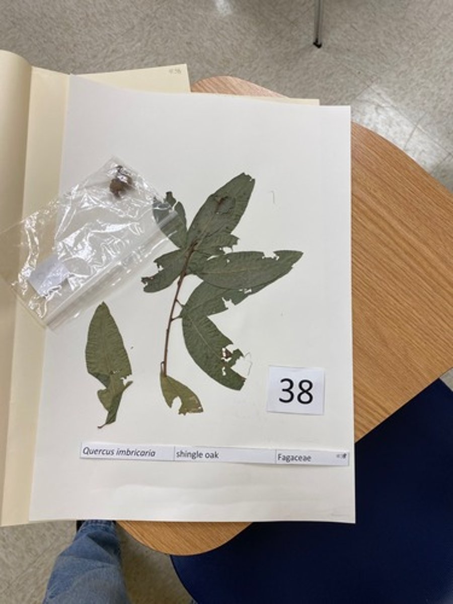 <p>Quercus imbricaria (Fagaceae)</p>