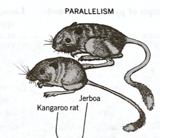 <p>closely related species that diverged relatively recently develop similar specializations </p>