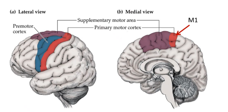 <p>red is ___ ____ cortex, purple is only visible in mid sagittal view and is _____ motor area which receives info from thalamus from cerebellum and encodes sequences of movements and info goes from there to ______ cortex which is blue, this is where neurons fire before performing an activity</p>