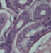 <p>What tissue type does this image depict?</p>