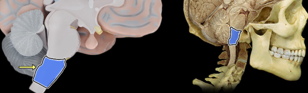 <p>Medulla oblongata</p>