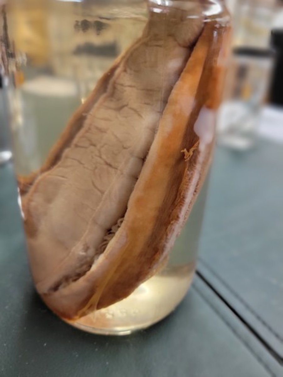 <p>Identify taxonomy</p>