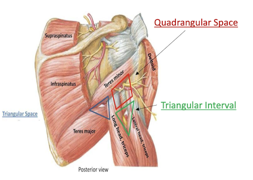 <p>A border made of the teres minor, teres major, triceps long head, and the surgical neck of the humerus</p><ul><li><p>contains the axillary nerve and posterior circumflex humeral vessels</p></li></ul><p></p>