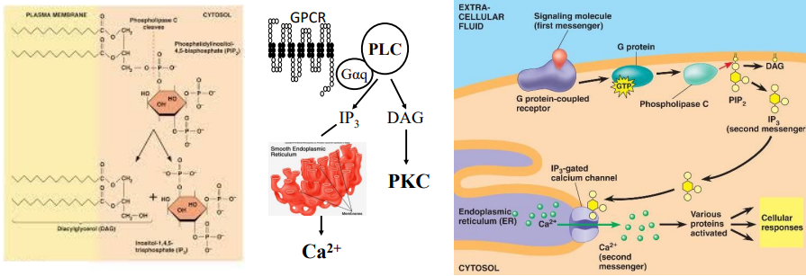 <p>IP<sub>3</sub> and DAG:</p><ul><li><p>Ultimately regulated by ___ ___ subunit ___ which stimulates the enzyme ___ ___ (___) which cleaves ___-___,___-___ (___) into ___-___,___,___-___ (IP<sub>3</sub>) and ___ (DAG)</p></li><li><p>IP<sub>3</sub> binds to and opens ___ ___ in the ___ for physiological effects</p></li><li><p>DAG activates ___ ___ ___ (___) which then will ___ specific AA ___ and ___</p></li></ul><p></p>