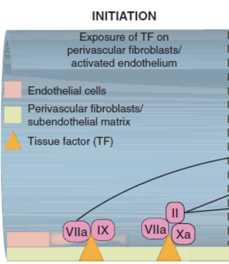 <p>exposure of tissue factor (III) on perivascular fibroblasts/ activated endothelium</p>
