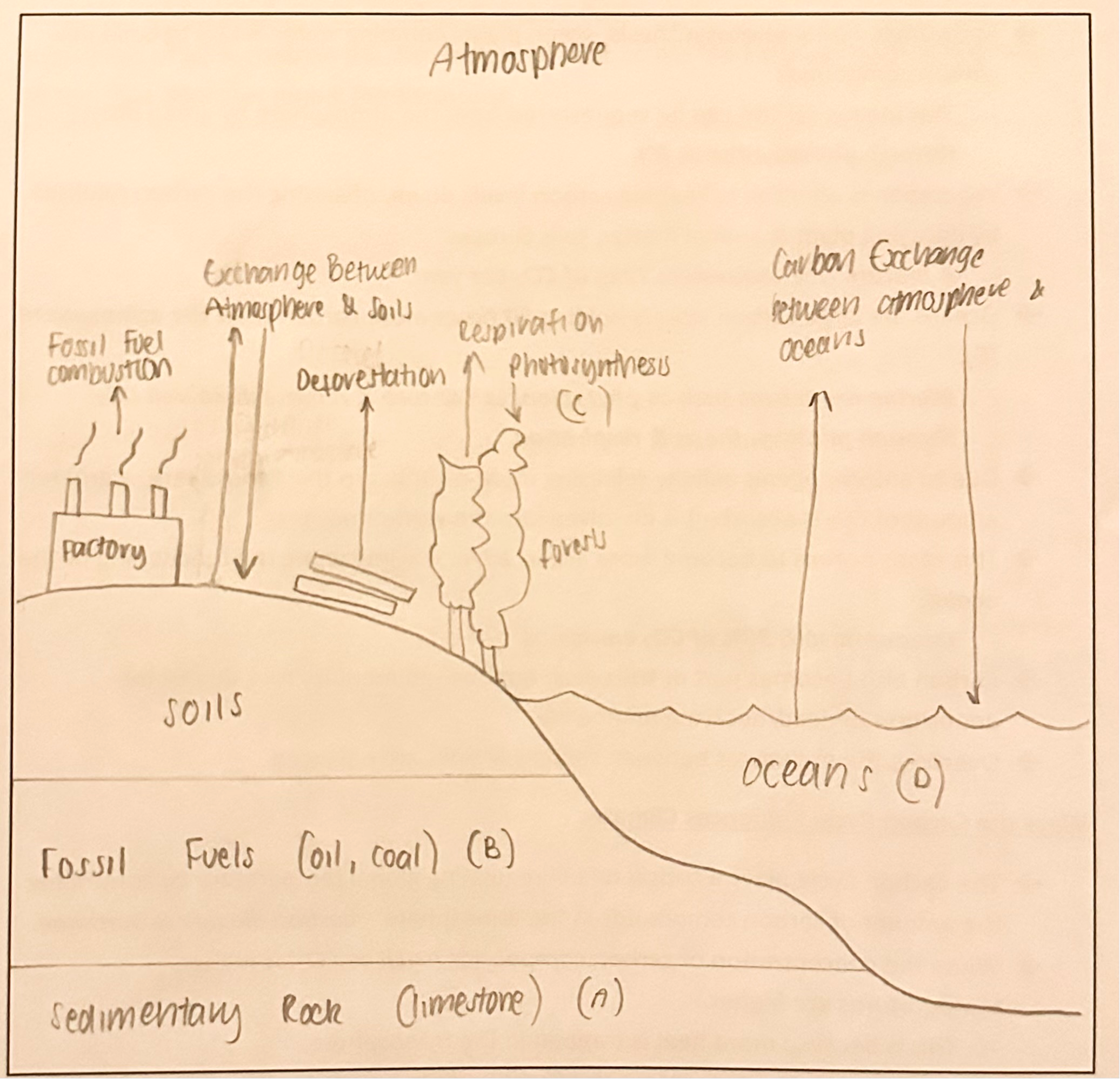 <p><span style="font-family: Calibri, sans-serif"><strong><u>The Carbon Cycle:</u></strong> A biochemical cycle whereby Carbon continues to be recycled by exchanges between sinks or reservoirs in the atmosphere, lithosphere, hydrosphere &amp; biosphere, letters A-F on the following diagram denote key elements of the cycle.</span></p><p></p><p><span style="font-family: Calibri, sans-serif"><strong>Exchanges in the Lithosphere &amp; Atmosphere: <em>Extended Response Paragraph 1</em></strong></span></p><p><span>→ </span><span style="font-family: Calibri, sans-serif">The majority of carbon is stored in sedimentary rock such as <strong><em>limestone (A).</em></strong></span></p><p class="MsoListParagraphCxSpMiddle"><span>→ </span><span style="font-family: Calibri, sans-serif">Fossil fuels such as <strong><em>coal </em></strong>&amp; <strong><em>oil</em></strong> are also a significant source of carbon that may be released into the atmosphere through the process of <strong><em>mining (B).</em></strong></span></p><p class="MsoListParagraphCxSpMiddle"><span>→ </span><span style="font-family: Calibri, sans-serif">Permafrost soils located in alpine or high latitude areas <strong><em>(E.g., 1/4 of the land in the Northern Hemisphere) </em></strong>can sequester carbon while its frozen, slowly releasing it in the form of gases such as <strong><em>methane, </em></strong>&amp; <strong><em>carbon dioxide </em></strong>when thawed in warmer months.</span></p><p class="MsoListParagraphCxSpLast"><span>→ </span><span style="font-family: Calibri, sans-serif">Tectonic activity such as <strong>volcanic eruption<em> s</em></strong>can also act to release carbon into the atmosphere, known as degassing, whereby dissolved carbon in magma is released.</span></p><p class="MsoListParagraphCxSpLast"></p><p class="MsoListParagraphCxSpLast"><span style="font-family: Calibri, sans-serif"><strong>Exchanges in the Biosphere, Hydrosphere &amp; Atmosphere: <em>Extended Response Paragraph 2</em></strong></span></p><p class="MsoListParagraphCxSpFirst"><span>→ </span><span style="font-family: Calibri, sans-serif">Animals in the biosphere take in oxygen from the atmosphere &amp; produce/exhale CO<sub>2</sub> as a waste product in the respiration process.</span></p><p class="MsoListParagraphCxSpMiddle"><span>→</span><span style="font-size: 7pt; font-family: &quot;Times New Roman&quot;"> </span><span style="font-family: Calibri, sans-serif">In contrast during <strong>photosynthesis,<em> </em></strong>green plants combine water &amp; CO<sub>2</sub> to build new carbon compounds</span></p><ul><li><p class="MsoListParagraphCxSpMiddle"><span style="font-family: Calibri, sans-serif">This means carbon can be sequestered from the atmosphere by green plants through <strong>photosynthesis<em> (C).</em></strong></span></p></li></ul><p class="MsoListParagraphCxSpMiddle"><span>→ </span><span style="font-family: Calibri, sans-serif">Vegetation is effective in keeping carbon levels down, offsetting the carbon released by decaying plant &amp; animal matter, soils &amp; rocks</span></p><ul><li><p class="MsoListParagraphCxSpMiddle"><strong><em>A mature tree sequesters 22kg of CO<sub>2</sub> per year.</em></strong></p></li></ul><p class="MsoListParagraphCxSpMiddle"><span>→ </span><span style="font-family: Calibri, sans-serif">Oceans are large carbon storers holding <strong><em>50 times more carbon than the atmosphere (D).</em></strong></span></p><ul><li><p class="MsoListParagraphCxSpMiddle"><strong><em>Marine organisms such as phytoplankton absorb &amp; release dissolved CO<sub>2</sub> through photosynthesis &amp; respiration.</em></strong></p></li></ul><p class="MsoListParagraphCxSpMiddle"><span>→ </span><span style="font-family: Calibri, sans-serif">Due to anthropogenic activity releasing more carbon into the atmosphere, a greater amount of CO<sub>2 </sub>is absorbed &amp; dissolved into the world’s oceans.</span></p><ul><li><p class="MsoListParagraphCxSpMiddle"><span style="font-family: Calibri, sans-serif">This cases oceans to become more acidic, adversely impacting the functioning of the ocean.</span></p></li><li><p class="MsoListParagraphCxSpMiddle"><span style="font-size: 7pt; font-family: &quot;Times New Roman&quot;"> </span><span style="font-family: Calibri, sans-serif"><strong><em>Oceans absorb 30% of CO<sub>2</sub> emissions</em></strong></span></p></li></ul><p class="MsoListParagraphCxSpMiddle"><span>→ </span><span style="font-family: Calibri, sans-serif">Carbon also becomes part of the ocean floor as sedimentary rock due to the deposition of dead/decaying marine life</span></p><p class="MsoListParagraphCxSpLast"><span>→ </span><span style="font-family: Calibri, sans-serif">Overtime the exchanges between sources &amp; sinks are balanced</span></p>