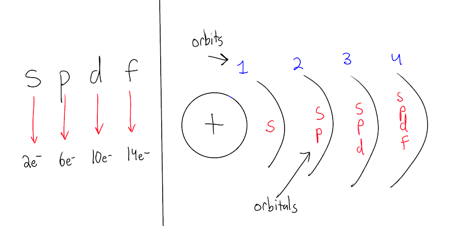 <ul><li><p>within the shells/orbits are<strong> subshells/orbitals </strong>that can hold 2, 6, 10 or 14 electrons.</p></li></ul><p></p>
