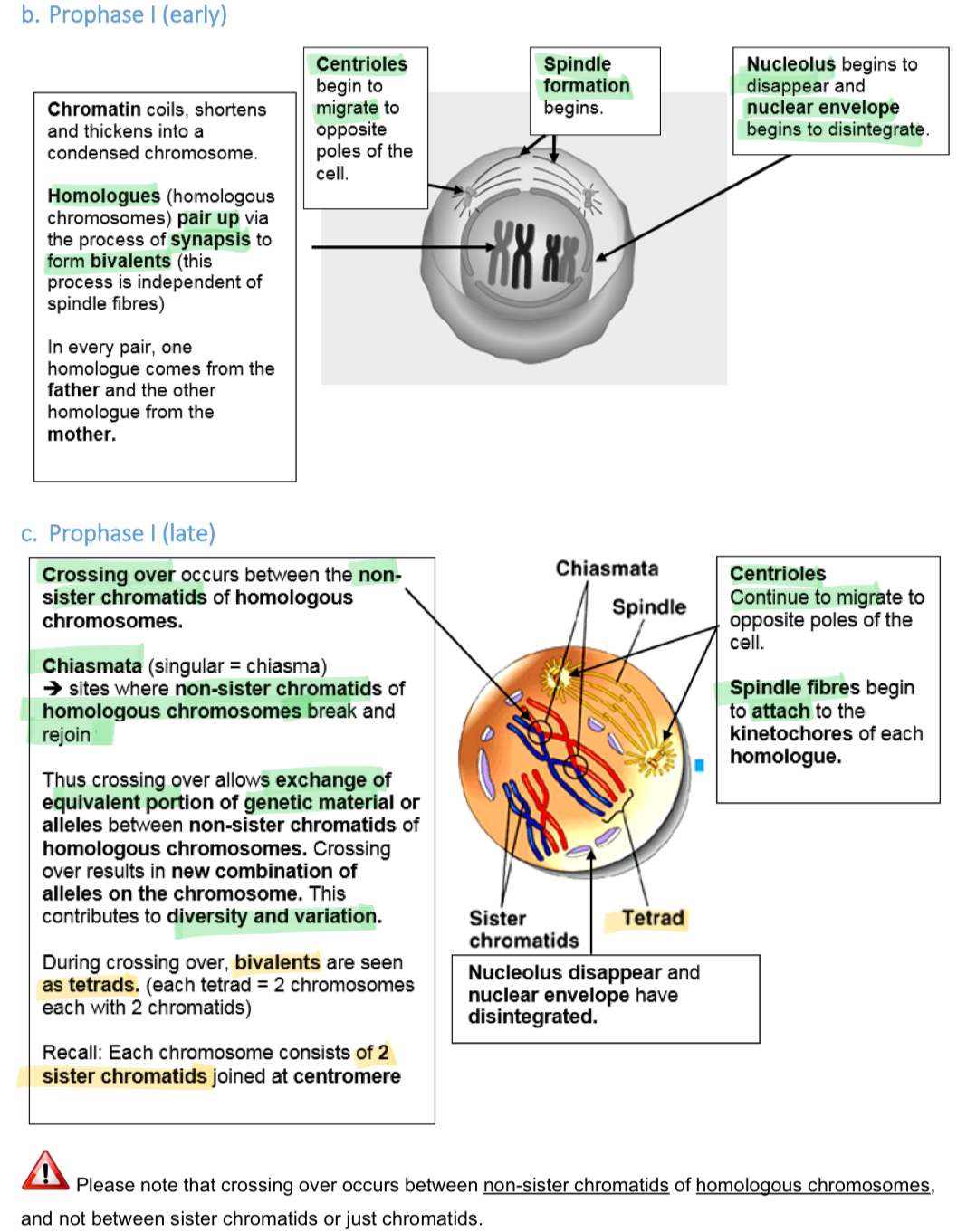 <p>note: spindles consist of non-kinetochore microtubules aka spindle fibres, and kinetochore microtubules which attach to kinetochore proteins on centromere of chromosome</p>