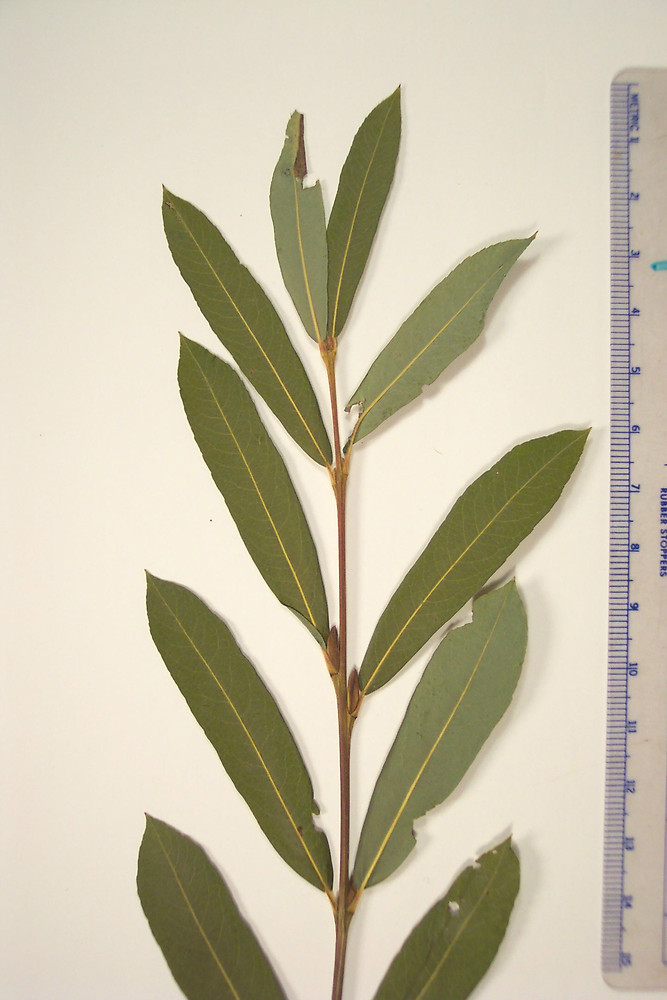<p>Salix purpurea</p>
