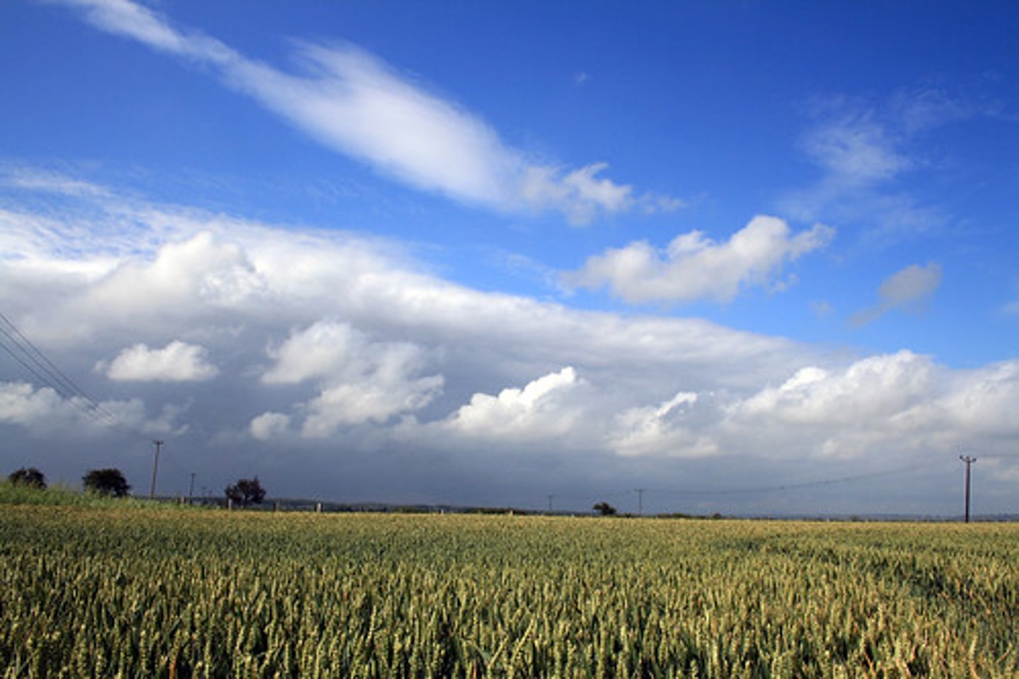 <p>Cultivated field</p>