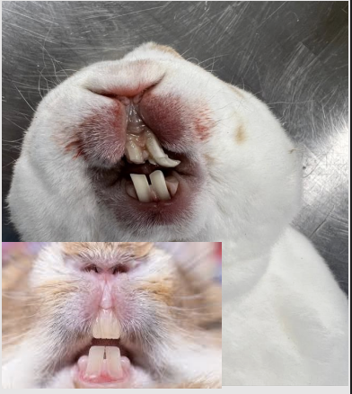 <p>what is rabbit teeth like?</p>