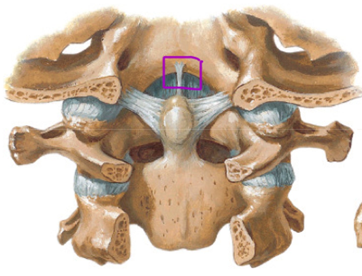 <p>ligament deep to tectorial membrane and superior portion of the cruciform ligament - anchors to the foramen magnum and dens of C2</p>