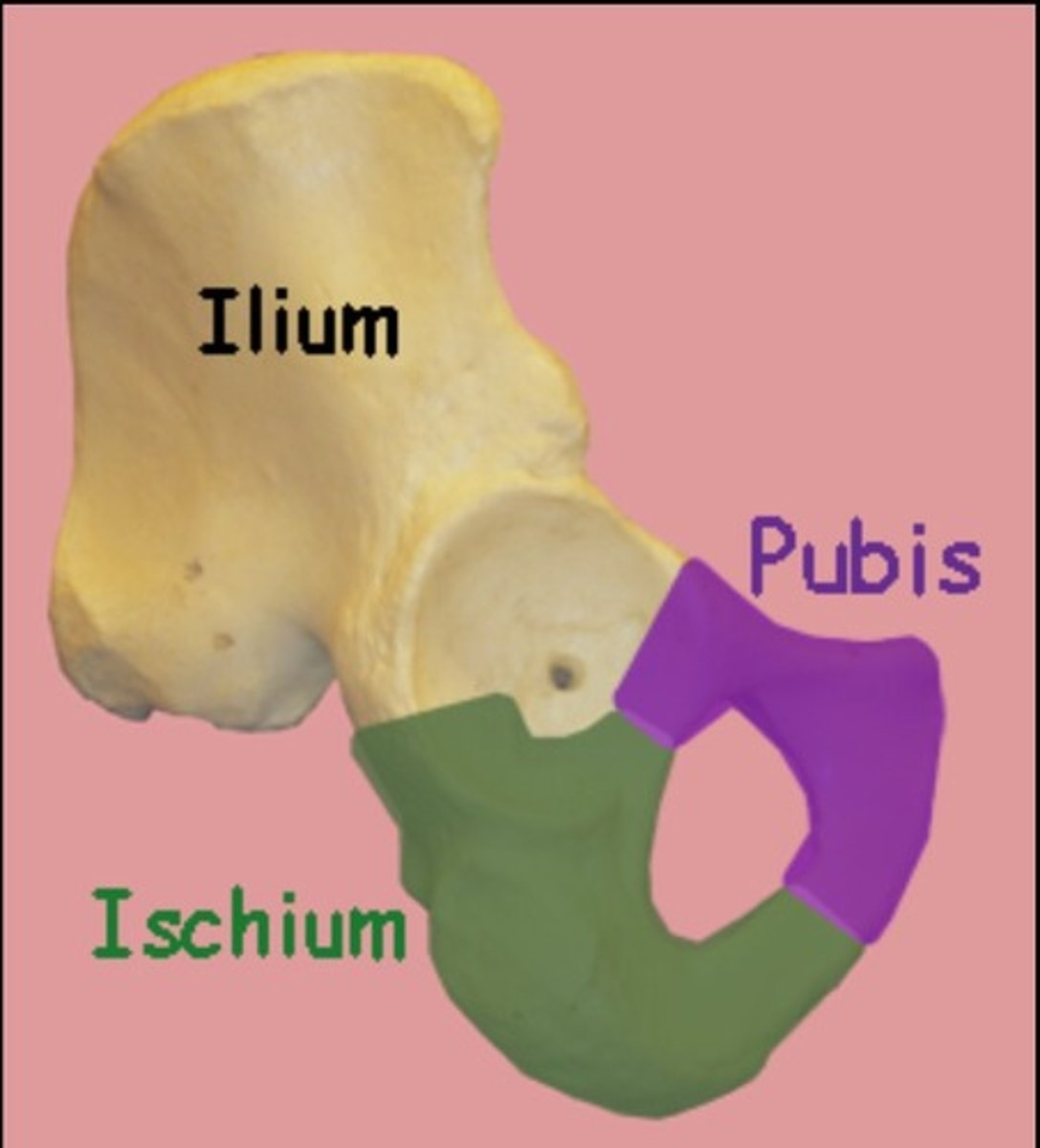 <p>- attaches the lower limb to the axial skeleton</p><p>formed by:</p><p>ILIUM</p><p>ISCHIUM</p><p>PUBIS</p>