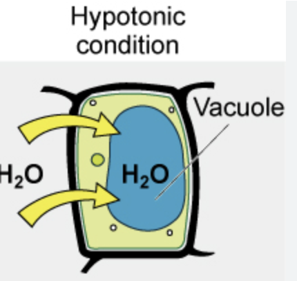 <p>Develops turgor pressure</p><ul><li><p>Becomes turgid</p></li></ul><p></p>