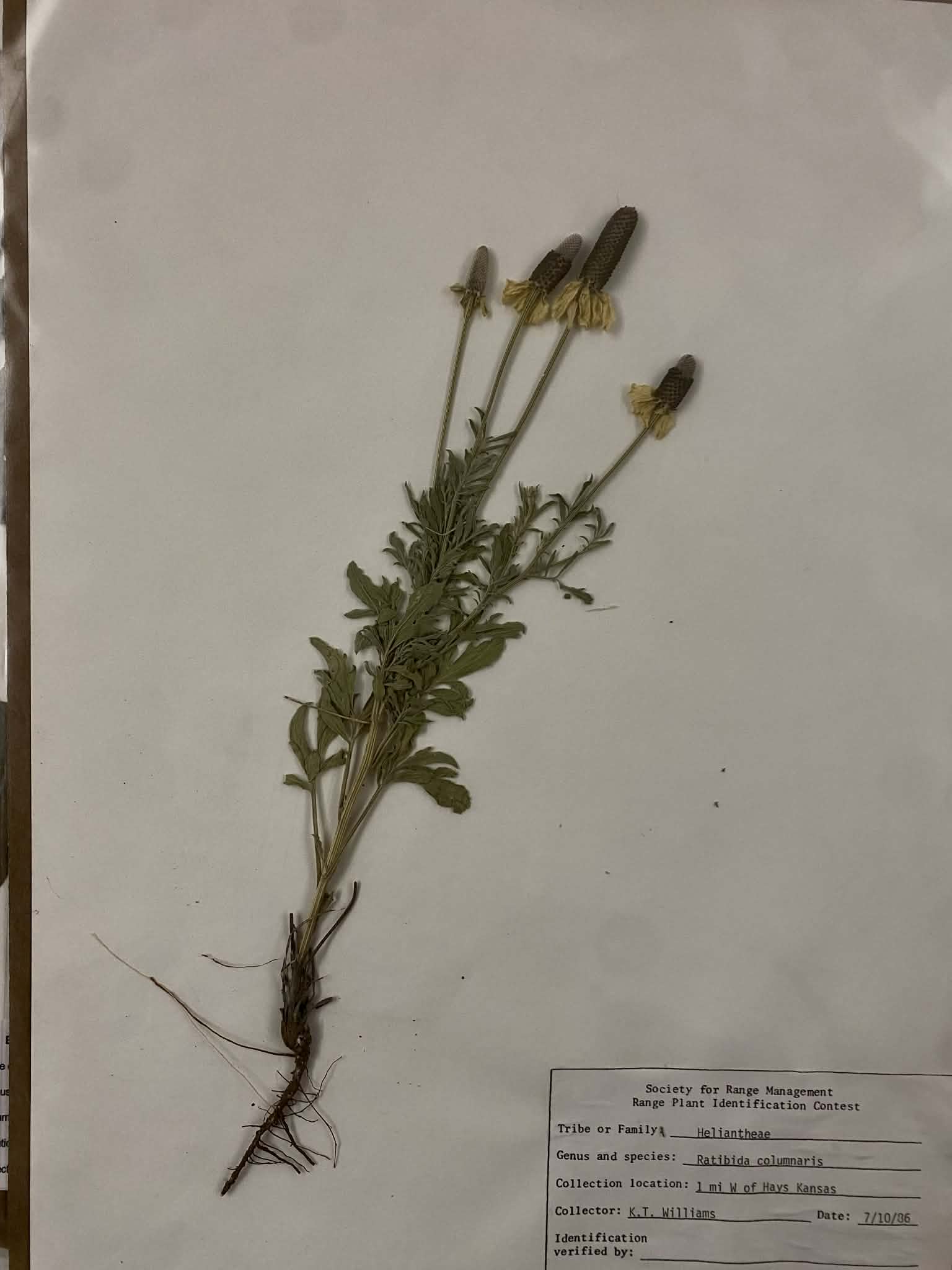 <p>Heliantheae, P, N, Ratibida columnifera, prairie coneflower</p>