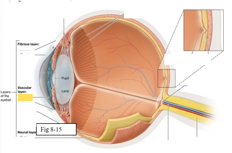 <p><span style="background-color: transparent; font-family: &quot;Times New Roman&quot;, serif;"><span>contains pigmented cells that are responsible for eye color and smooth muscle fibers that regulate the size of the pupil &amp; the amount of light that enters the eye</span></span></p>
