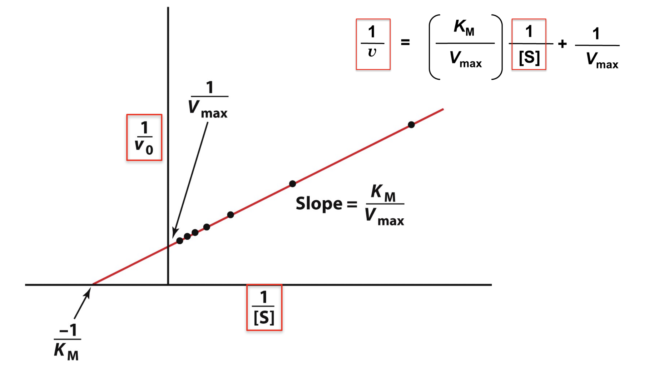 <p>1/Vmax —&gt; y-intercept</p><p>-1/KM —&gt; x-intercept</p><p>slope = KM/Vmax</p>