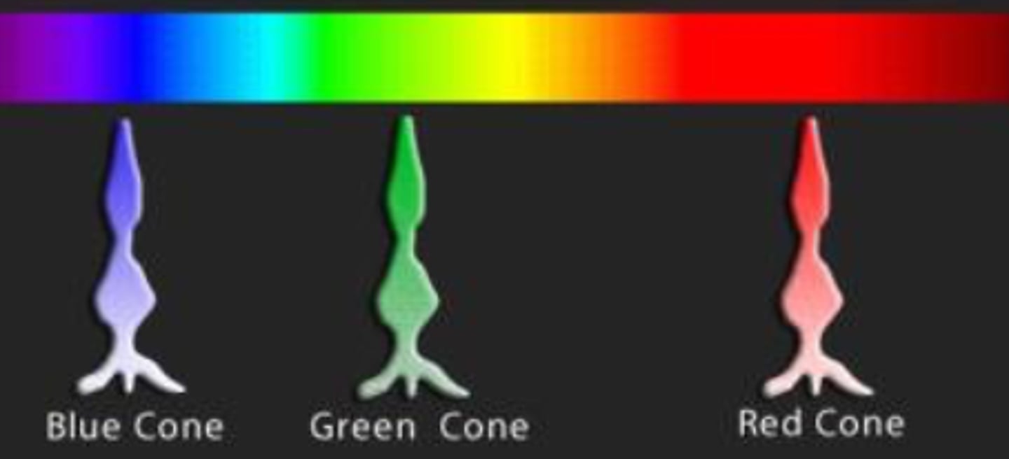 <p>Blue (S-cones) - 420 nm</p><p>Green (M-cones) --&gt; 531-534 nm</p><p>Red (L-cones) --&gt; 564-588 nm</p>