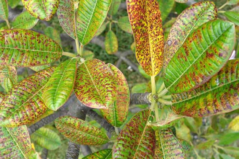 <p>Rust (fungal pathogen)</p>