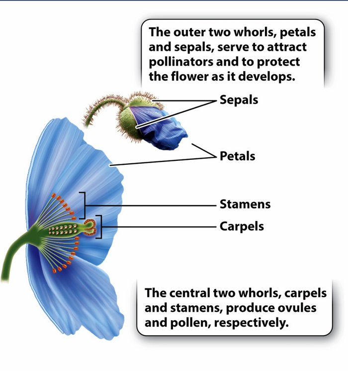<ol><li><p>Septals = calyx</p></li><li><p>Petals = corolla</p></li><li><p>Stamen</p></li><li><p>Carpel</p></li></ol><p></p>