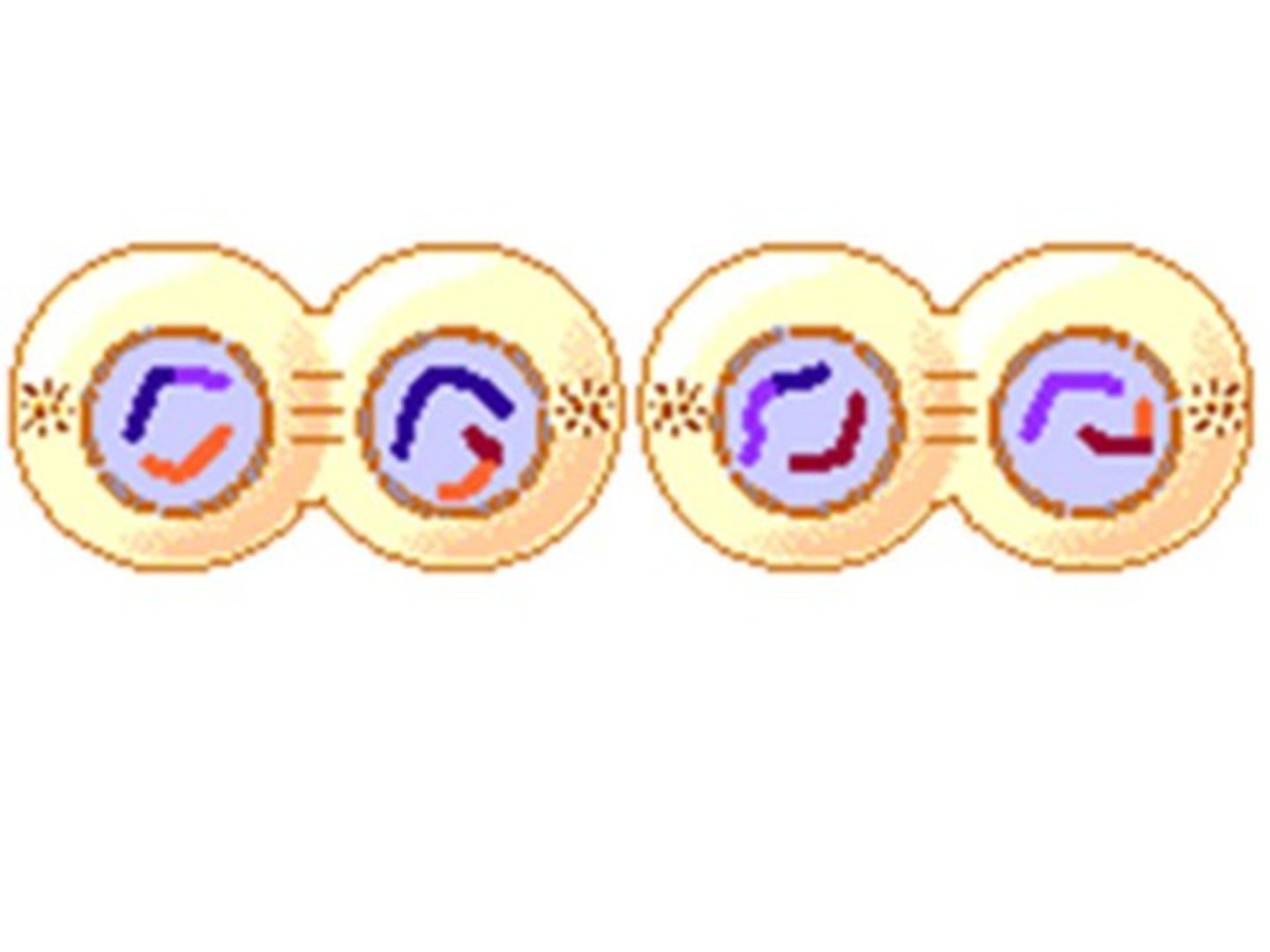 <p>Identify this phase</p>