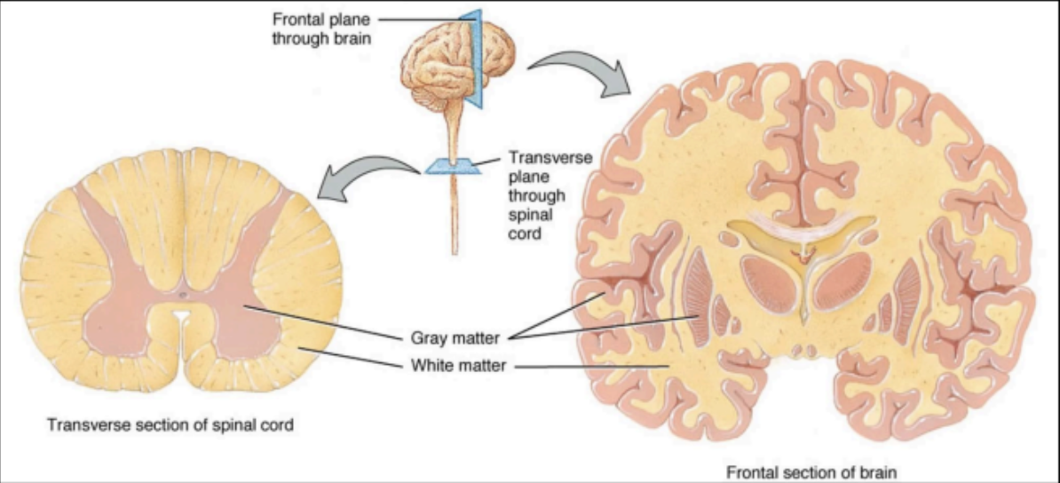 <p>WHITE MATTER</p>