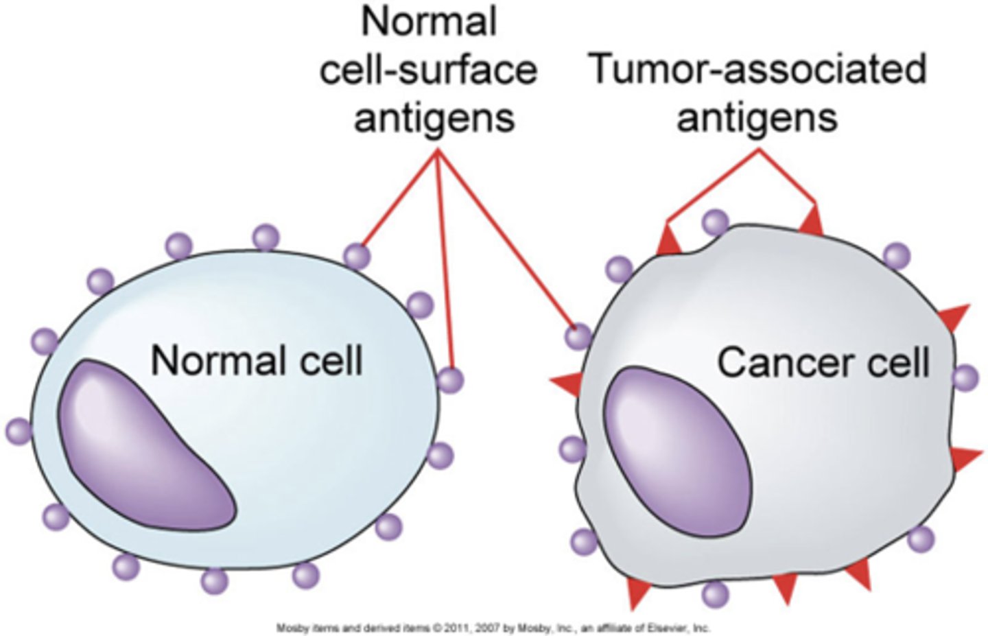 <p>tumor associated antigens on their surface using MHC class 1 molecules.</p>