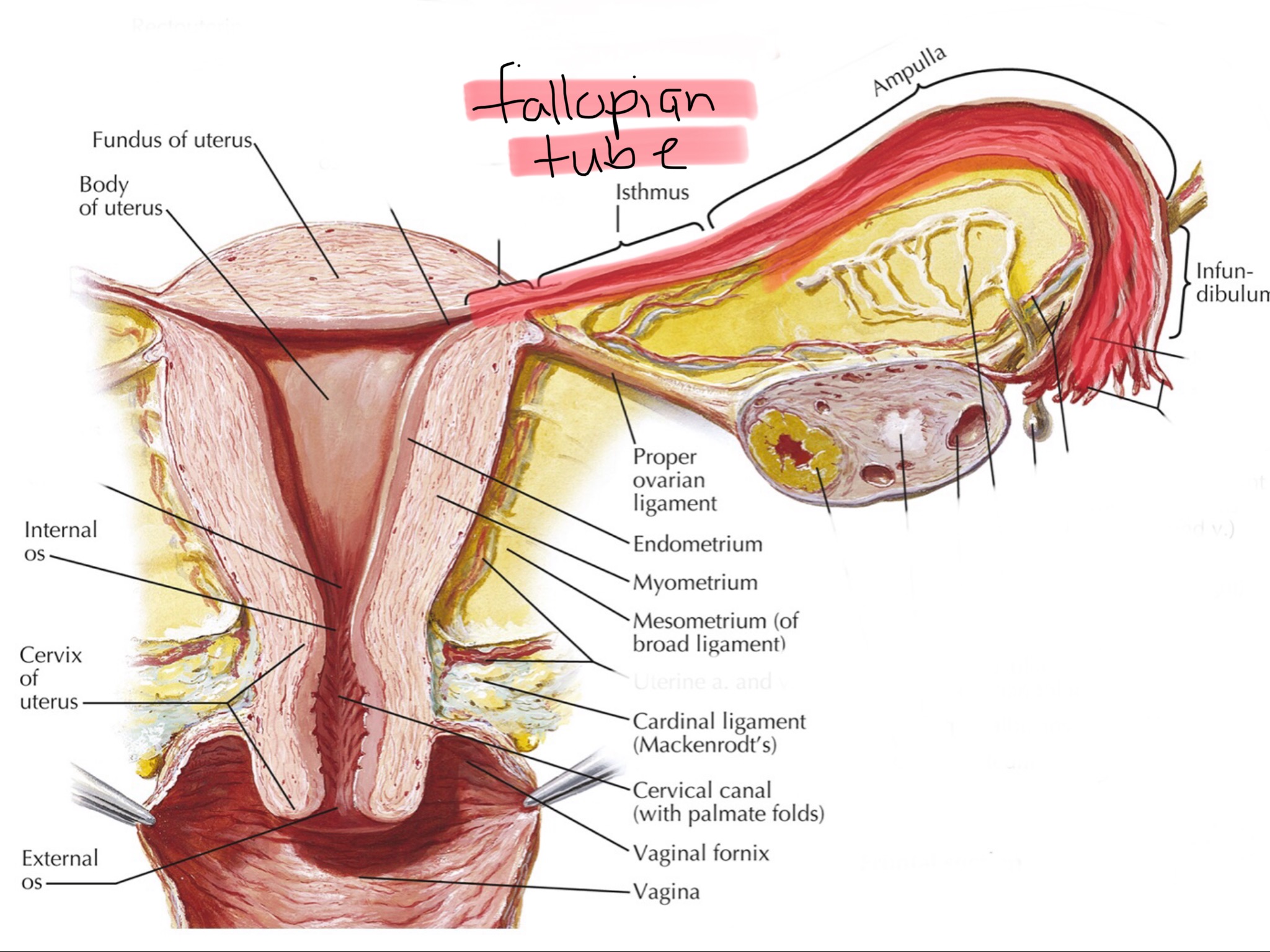 knowt flashcard image