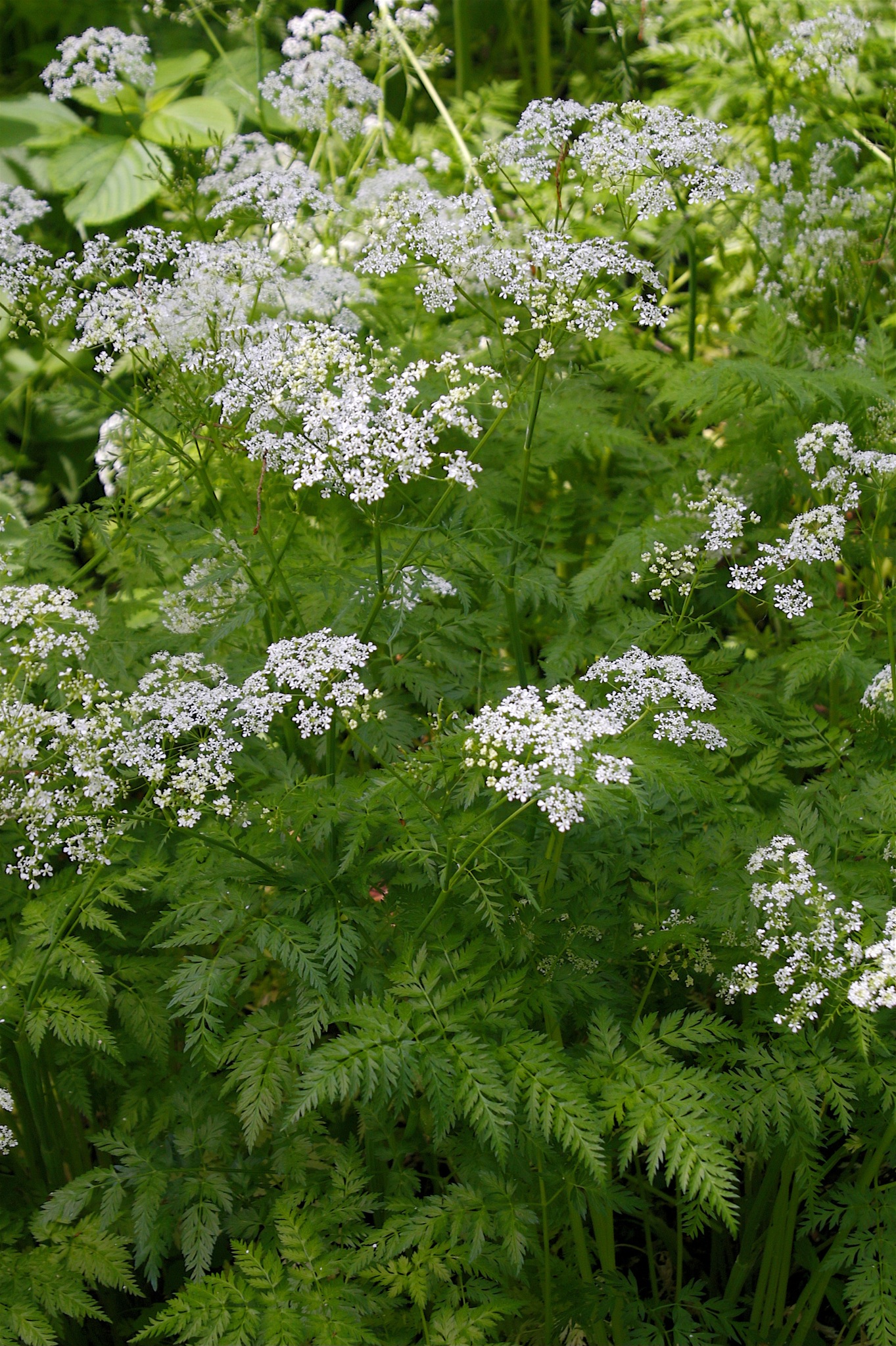<p>Poison hemlock (Invasive)</p>