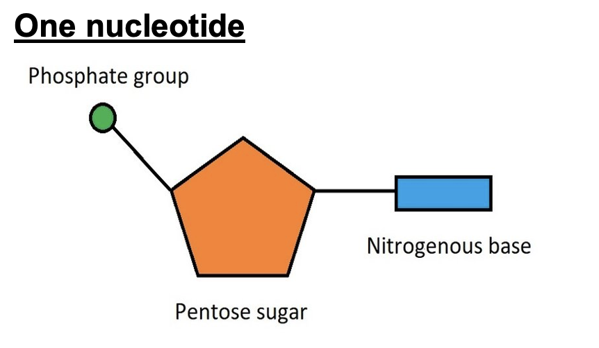 <p>within a nucleotide there is a: Phosphate group<br>Pentose sugar<br>Nitrogenous base</p>