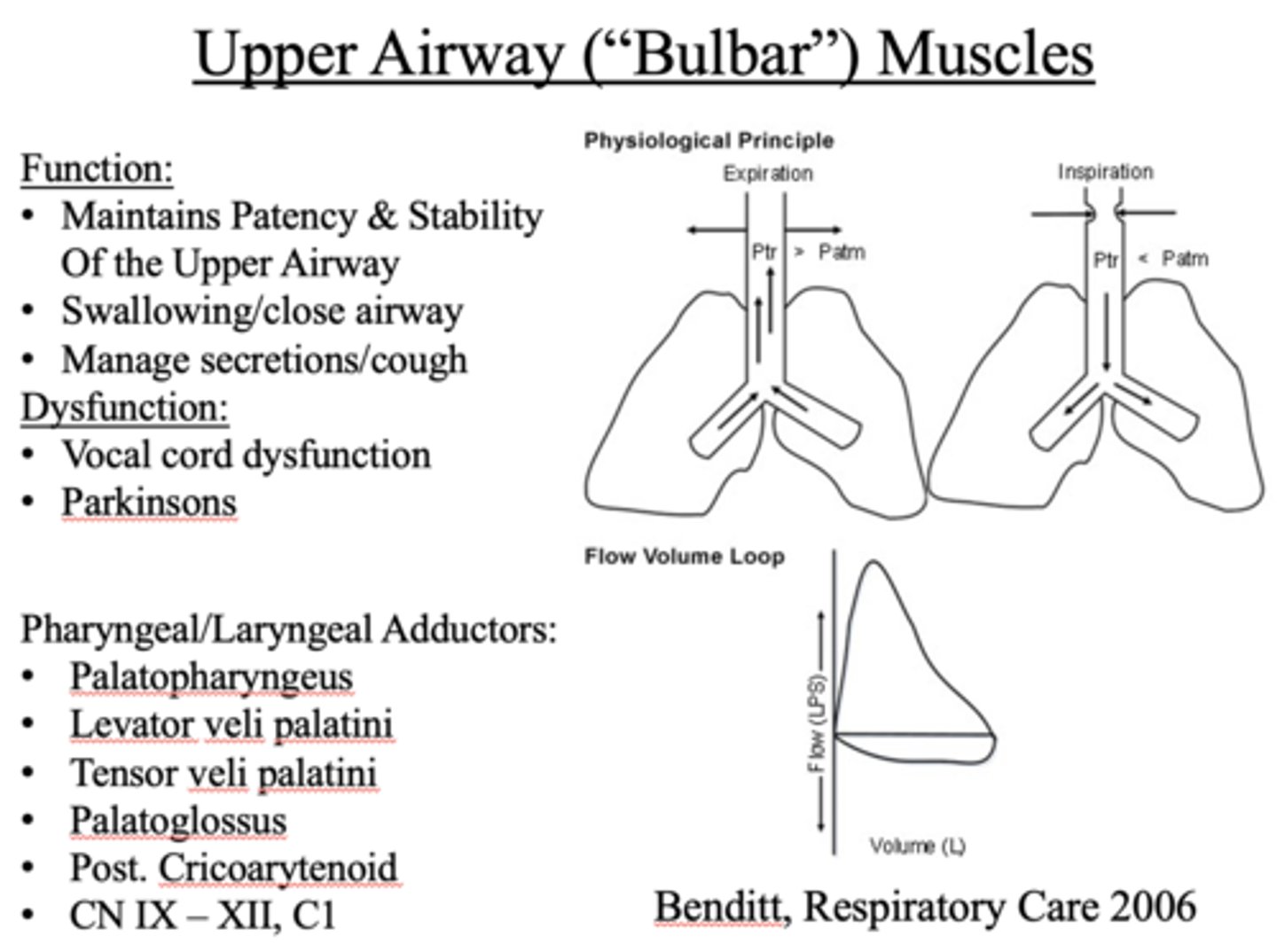<p>Upper Airway ("Bulbar") Muscles</p>