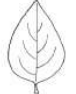 <p>Ovate</p>