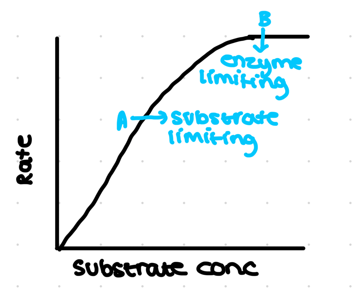 <p>Limiting factor- any factor that is determining how quickly a reaction is taking place</p><ul><li><p>Initial rate os measured over 30p seconds for different substrate concentrations</p></li><li><p>The rate rises to a maximum (A) and then slows and levels off: plateaus (B) Because all active sites are occupied so rate does not increase</p></li><li><p>A- rate increases as substrate concentration increase so substrate is limiting factor</p></li><li><p>B- enzyme conc becomes limiting as all active sites are filled (known as V max), rate would increase again if there were more available enzymes</p></li></ul>