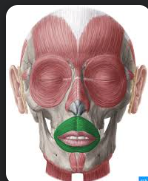 <p>BQ:WHAT MUSCLE IS THIS ON THE FACE?</p>