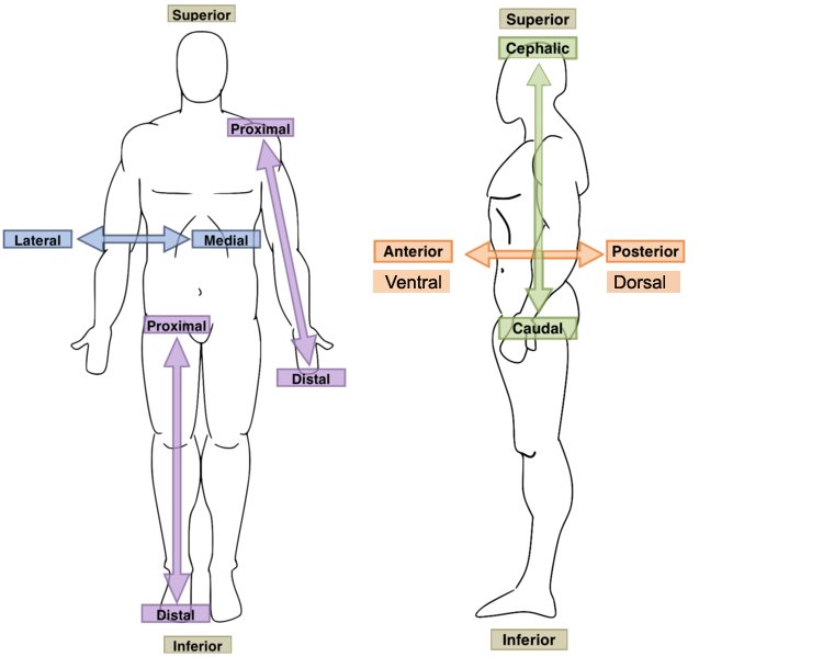 <p>Toward or at the back of the body; behind; dorsal</p>