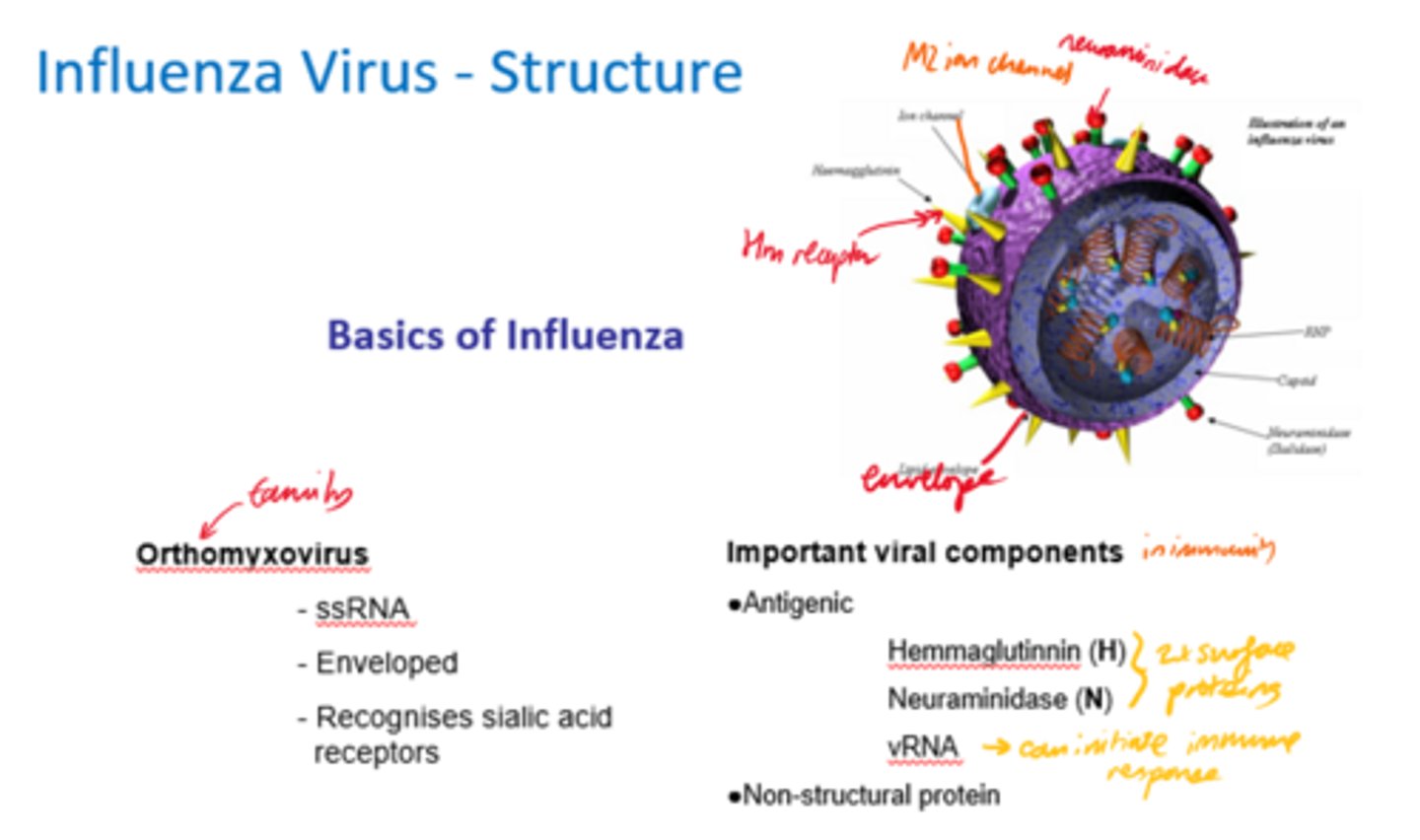 <p>Orthomyxovirus</p>