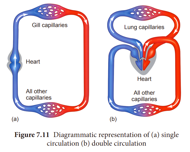 <p>Single closed circulatory system</p>