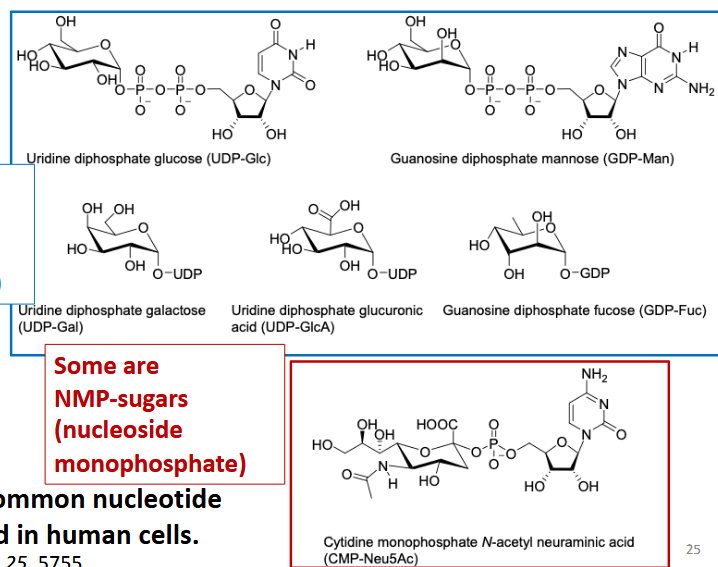 <p>building blocks of glycans; usually NDP-sugars but may be NMP-sugars</p>