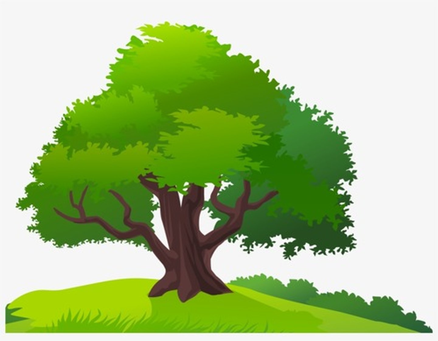 <p>tree</p>