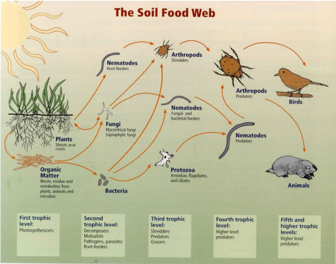 <p>1st trophic level: Photosynthesizers</p><p>2nd tropic level: Decomposers, Mutualists, Pathogens, Parasites, Root-feeders</p><p>3rd trophic level: Shredders, Predators, Grazers</p><p>4th and 5th+ trophic level: Higher level predators</p>