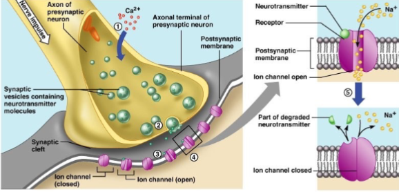 <p>Acetylcholine (ACh) → binds to Na+ channels → depolarization (EPSP).</p>
