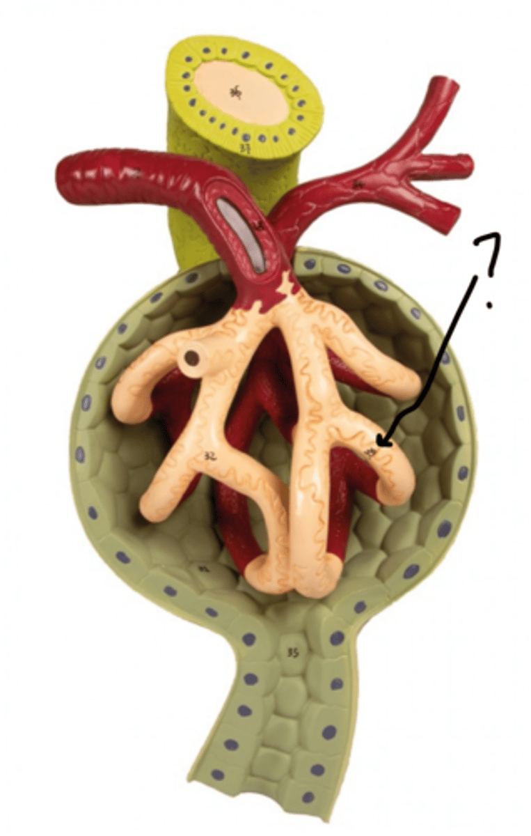<p>Name these cells</p>