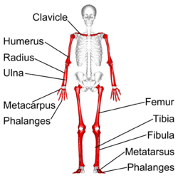 <p>-Arm bones</p><p>-Hand bones</p><p>-Leg bones</p><p>-Foot bones</p>