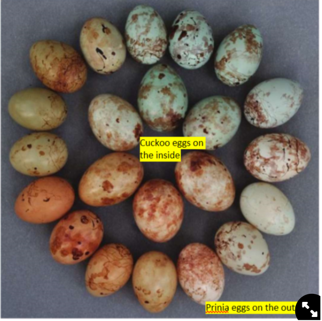 <ul><li><p>observational evidence→ Spottiswoode &amp; Stevens, 2012</p></li><li><p>prinia have a 20% parasitism rate→ very high</p></li><li><p>observations:</p><ul><li><p>prinia eggs have more diverse polymorphisms than any other bird</p></li><li><p>the host uses several aspects of the parasite egg’s appearance to reject it</p></li></ul></li></ul>