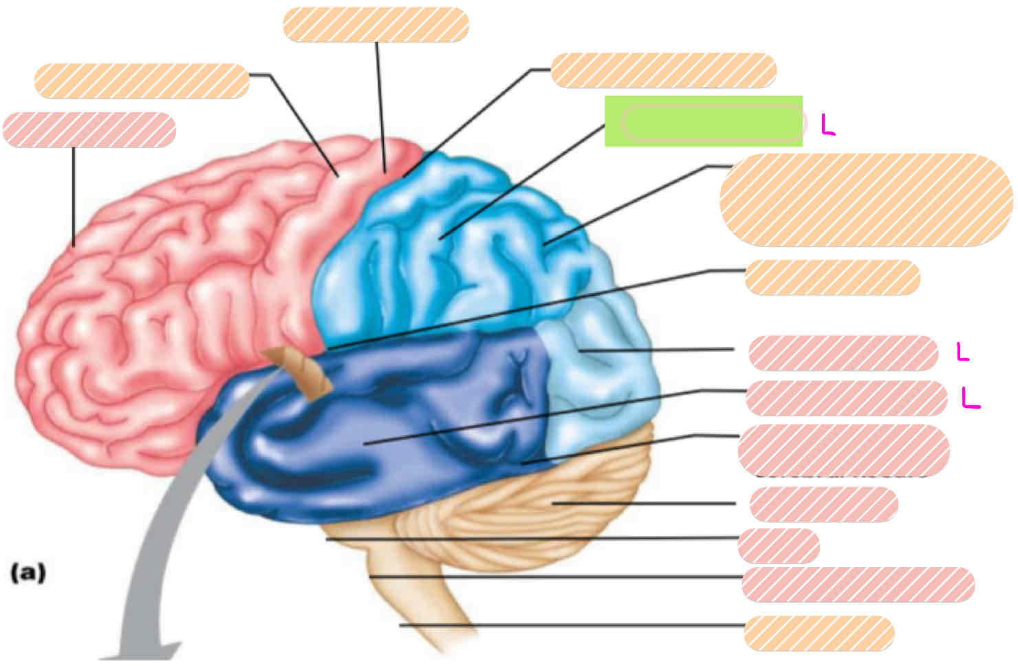 <p>Lobes of the Brain</p>