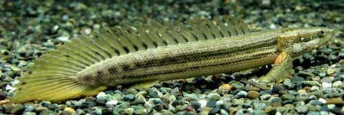 <p>Bichirs, reedfish</p><ul><li><p>Elongated bodies with heavy rhomboidal scales</p></li><li><p>Many have lungs</p></li><li><p>Modified heterocercal tails</p></li></ul><p></p>