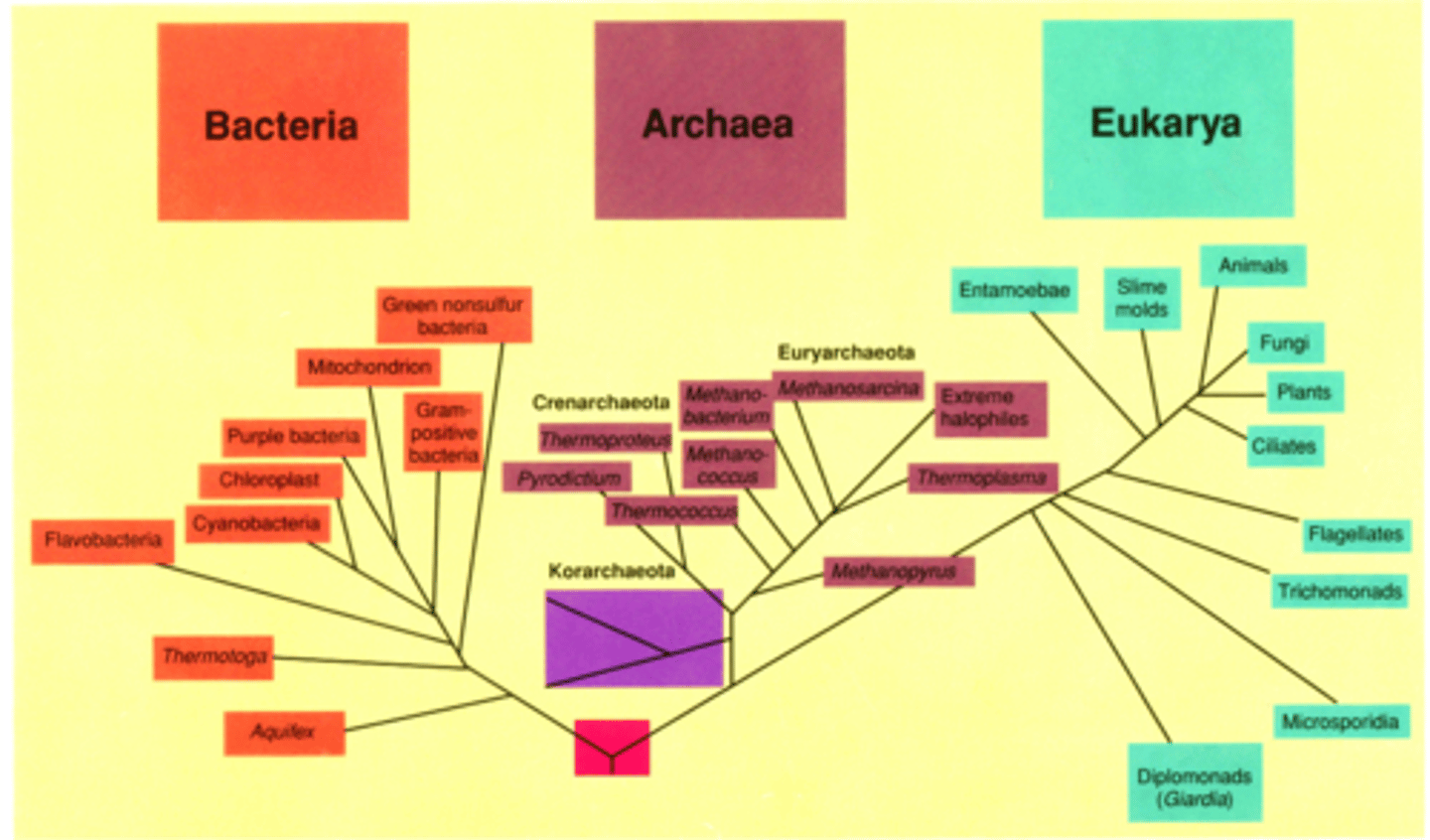 <p>Gene used for eukaryotic cell identification and classification.</p>
