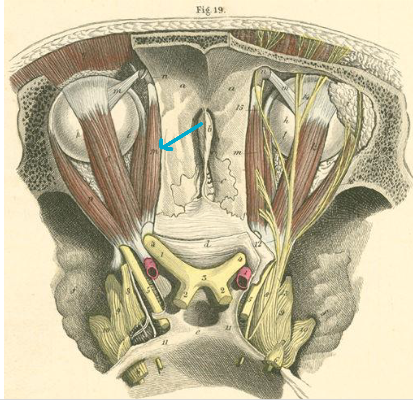 <p>what muscle?</p>